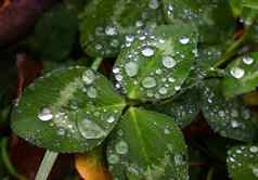 雨露水滴绿色三叶草叶子