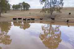 牛喝灌溉大坝农场澳大利亚