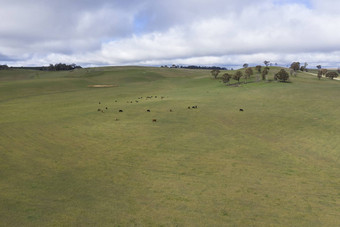 牛长满草的绿色场澳大利亚内地