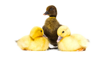 新生儿可爱的黄色的黑色的小鸭白色背景