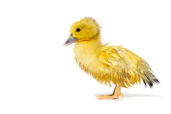 新生儿可爱的黄色的湿小鸭子孤立的白色