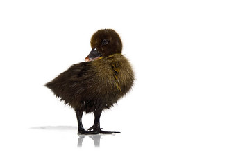 新生儿可爱的棕色（的）黑色的小鸭子孤立的白色