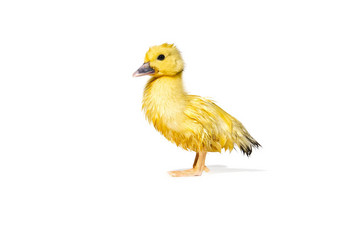 新生儿可爱的黄色的湿<strong>小鸭子</strong>孤立的白色
