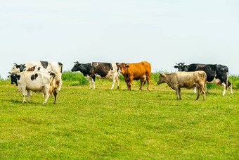 牛绿色场群牛吃草夏天绿色