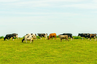 群牛吃草夏天绿色场牛绿色