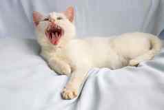 有趣的白色猫谎言打哈欠眼睛关闭