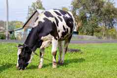 斑驳的牛吃草房子