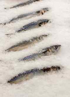 冻鱼计数器鱼鲭鱼鲱鱼商店餐厅