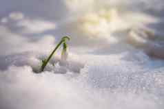 雪花莲雪