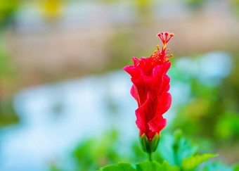 芙蓉syriacus芙蓉蔷薇-中华花