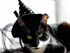 黑色的猫女巫他万圣节孤立的白色背景