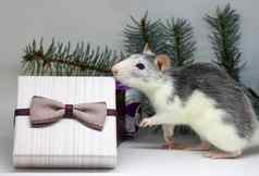银老鼠礼物老鼠背景圣诞节装饰象征一年老鼠