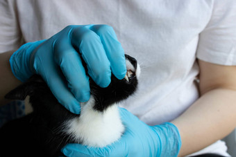 兽医检查黑色的猫的牙齿诊所