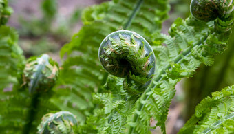 蕨类<strong>植物</strong>螺旋matteuccia属蕨类<strong>植物</strong>物种matteuccia蝴蝶常见的的名字鸵鸟蕨类<strong>植物</strong>船首饰蕨类<strong>植物</strong>羽毛球蕨类<strong>植物</strong>