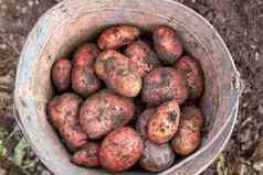 挖掘土豆花园收集土豆桶
