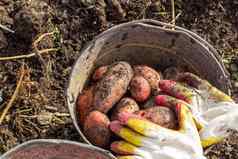 挖掘土豆花园收集土豆桶