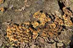 美味的可食用的黄色的蘑菇鸡油菌坎塔雷勒斯ciba-rius成长树桩