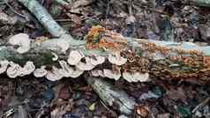棕色（的）橙色蘑菇日益增长的日志森林