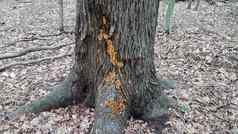 橙色蘑菇日益增长的树树干森林