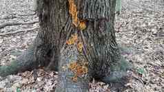 橙色蘑菇日益增长的树树干森林