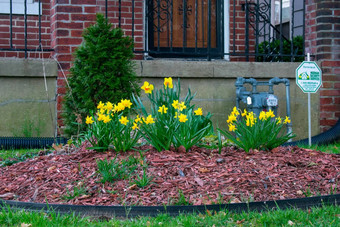 花园前面院子里郊区宾夕法尼亚州黄色的