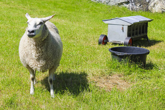 白色长毛<strong>羊</strong>草地hemsedal湾挪威
