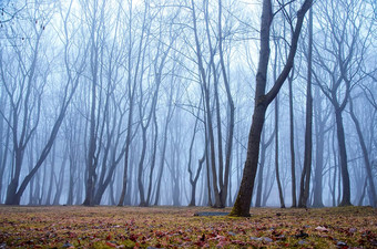 <strong>幽灵</strong>多雾的森林有雾的晚上森林