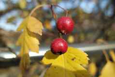 关闭成熟的红色的浆果分支机构玫瑰臀部树金叶子