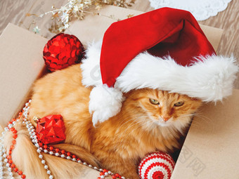 可爱的姜猫谎言盒子圣诞节一年装饰