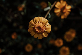 超级黄色的小花花背景