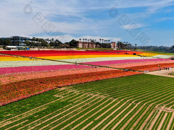 空中视图<strong>花字</strong>段