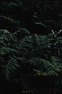 壁纸黑暗绿色变形蕨类植物森林