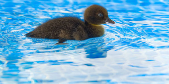 棕色（的）小可爱的小鸭子游泳池黑色的小鸭子swimm