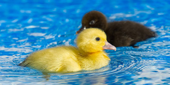 黄色的小可爱的小鸭子游泳池小鸭子游泳