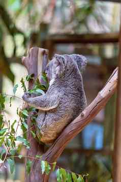 澳大利亚考拉熊口香糖树