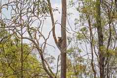 澳大利亚考拉自然栖息地