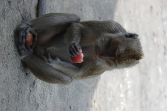 猴子。fascicularis长尾短尾猿