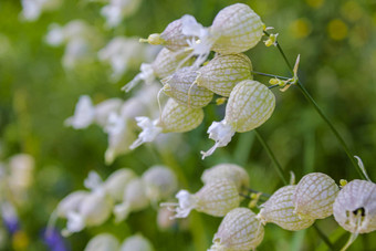 膨胀的捕虫草麦瓶草属寻常的花草地挪威