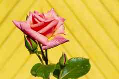 黄色的板材木背景温柔的粉红色的玫瑰关闭阳光明媚的一天