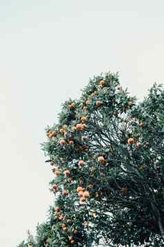 简约图像橙色水果树明亮的白色天空