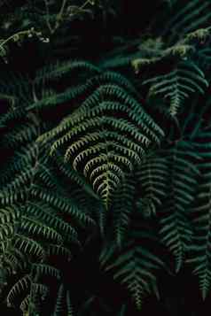 蕨类植物不饱绿色音调中间森林复制空间
