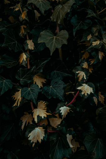 壁纸秋天的叶子黄色的绿色音调复制空间