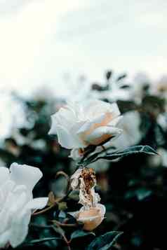 白色玫瑰中间植物壁纸复制空间