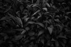 黑色的白色壁纸复制空间变形细节植物