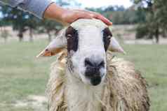 手农民触碰羊的头绿色场动物