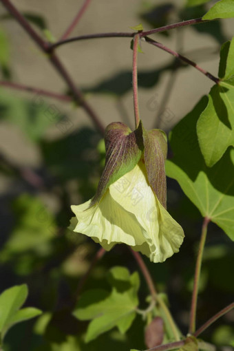 黎凡特棉花