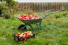 秋天收获独轮手推车箱完整的苹果农业学