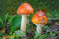 飞木耳真菌有毒的蘑菇羊肚菌秋天森林