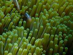 臭鼬小丑鱼珊瑚海