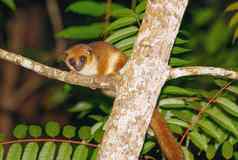 棕色（的）鼠标狐猴马达加斯加野生动物